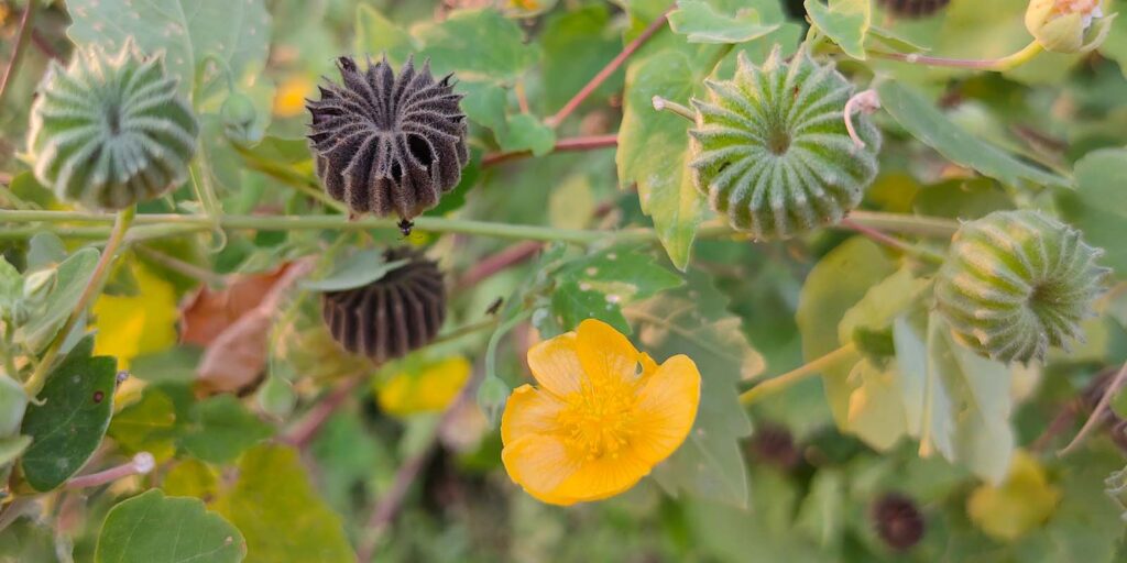 Immunomodulator Herbs - Atibala (Abutilon indicum)