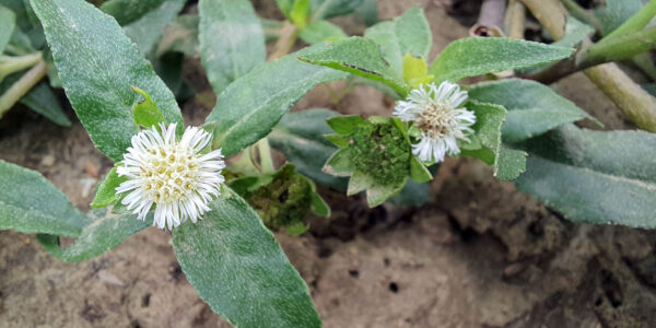 Narural Remedies - Bhringraj (Eclipta Alba) -Herbs for Liver Health