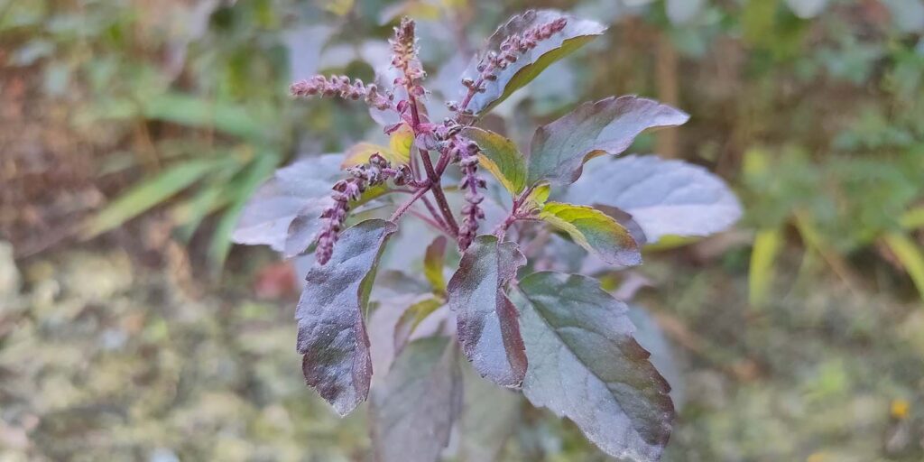 Immunomodulator Herbs - Krishna Tulasi (holy basil) for immunity