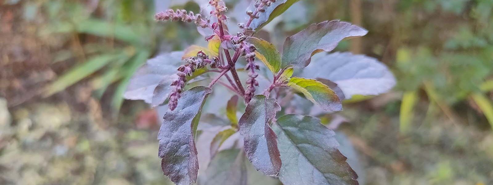 Krishna Tulasi (holy basil) for Holistic Mental Health