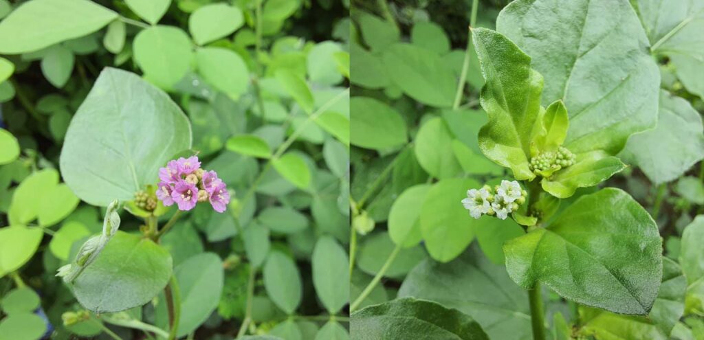 Punarnava (Boerhavia diffusa) - Herbs for Kidney Health in Ayurveda
