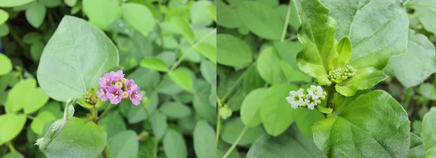 Punarnava (Boerhavia diffusa) - Herbs for Liver from Ayurveda