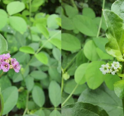 Punarnava (Boerhavia diffusa) - Herbs for Liver from Ayurveda