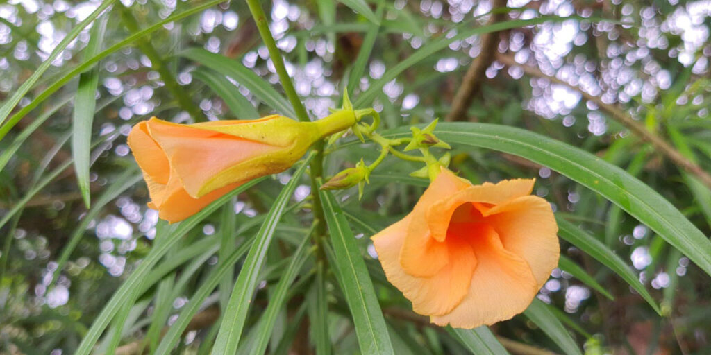 Nerium Oleander Kaner Flower - poisonous shrub or medicinal treasure