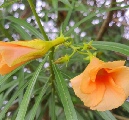 Nerium Oleander Kaner Flower - poisonous shrub or medicinal treasure