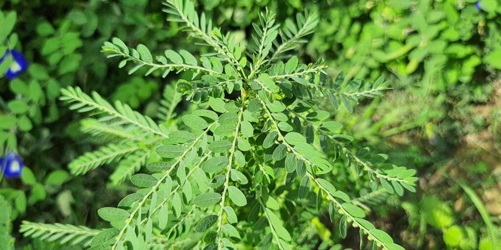 Bhumyamalaki (Phyllanthus niruri) - Herbs for Liver Health