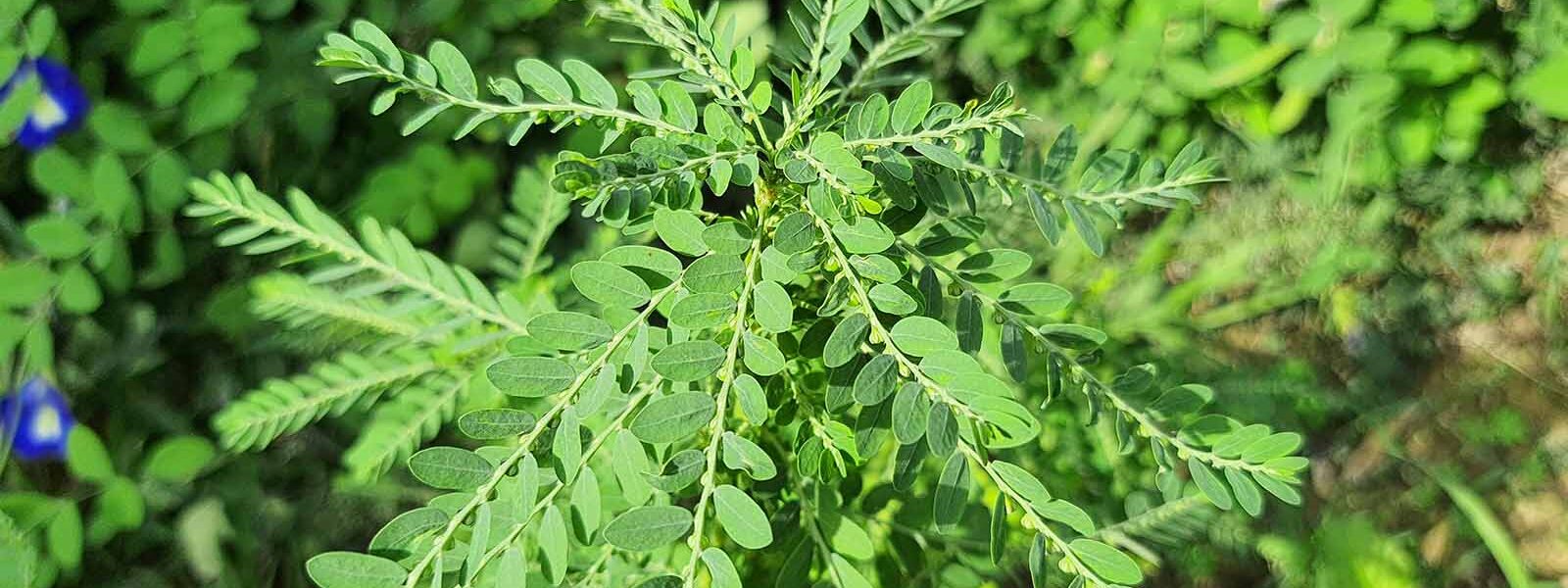 Bhumyamalaki (Phyllanthus niruri) - Herbs for Liver Health