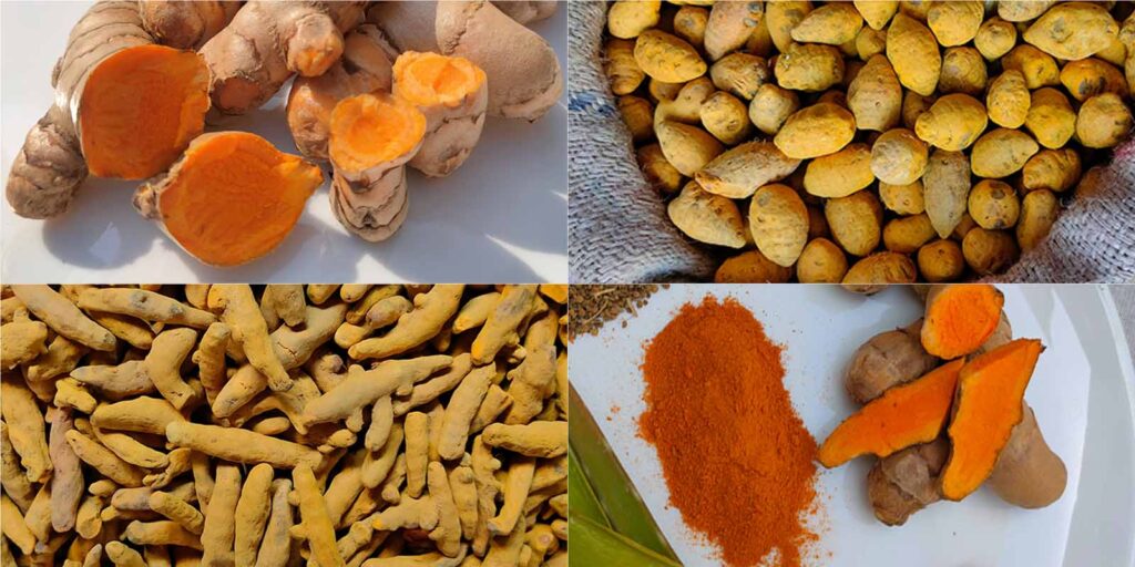 Turmeric (Curcuma longa): Herbs for Liver from Ayurveda