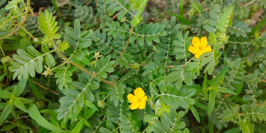  Gokshura (Tribulus terrestris) ka paudha - Herbs for Kidney Health in Ayurveda