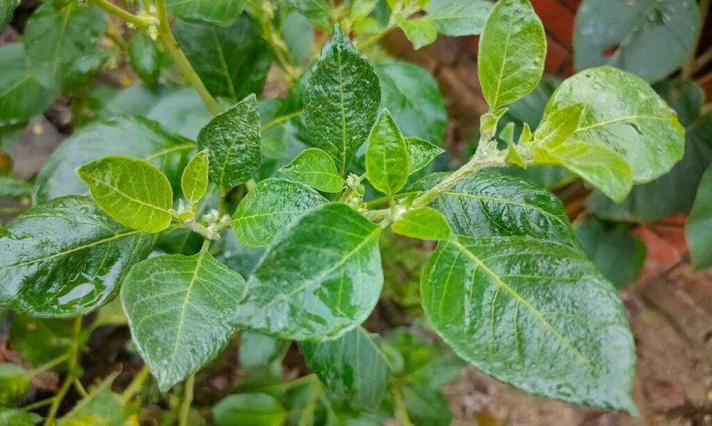 Ashwagandha (Withania Somnifera) - Top Medicinal Herbs for Holistic Mental Health