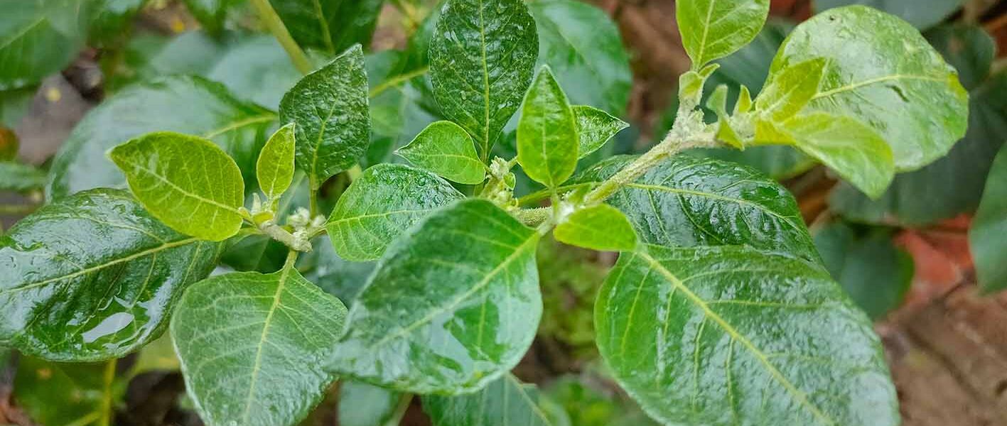 Ashwagandha (Withania Somnifera) - Top Medicinal Herbs for Holistic Mental Health