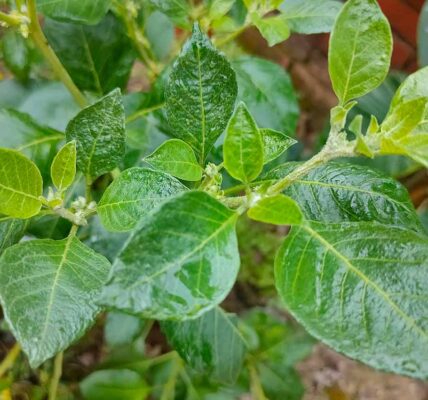 Ashwagandha (Withania Somnifera) - Top Medicinal Herbs for Holistic Mental Health