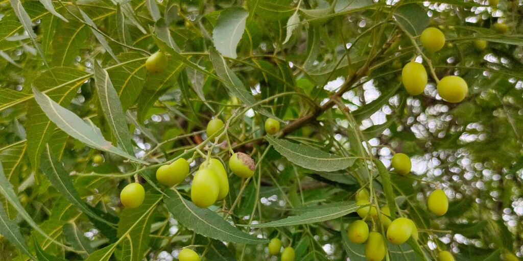 Neem (Azadirachta indica) - Herbs for Liver Health