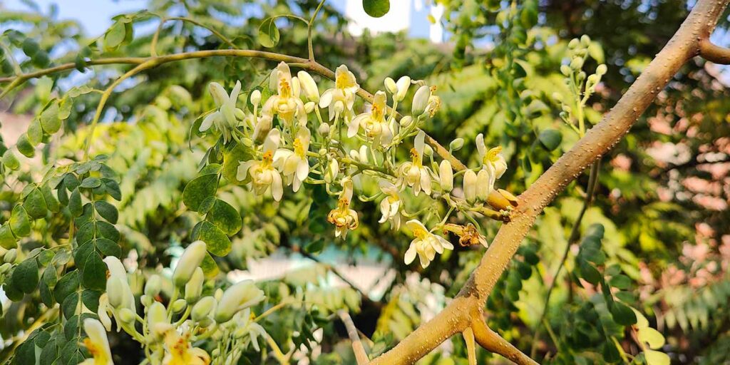 सहजन (Moringa oleifera): Amazing Medicinal Benefits