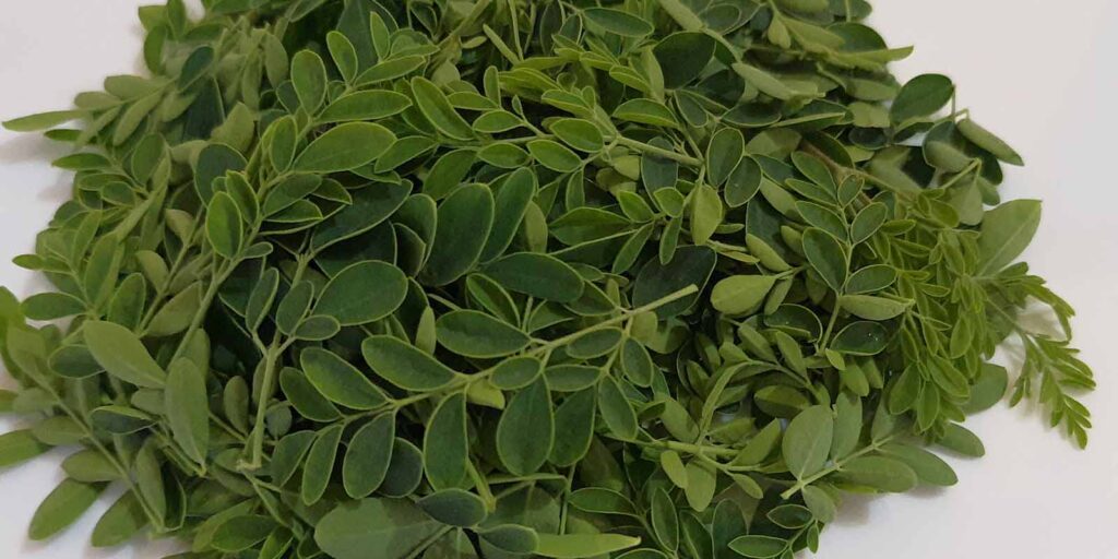 सहजन (Moringa oleifera) Leaves - Amazing Medicinal Benefits